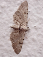 Eupithecia rosai