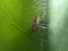Nigma puella