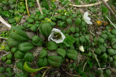 Gentianella saxosa