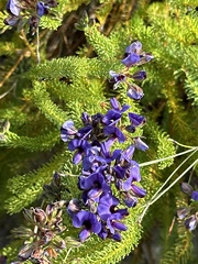 Gompholobium confertum