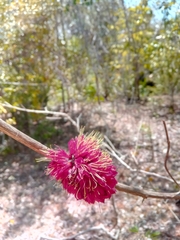 Combretum macrocalyx image