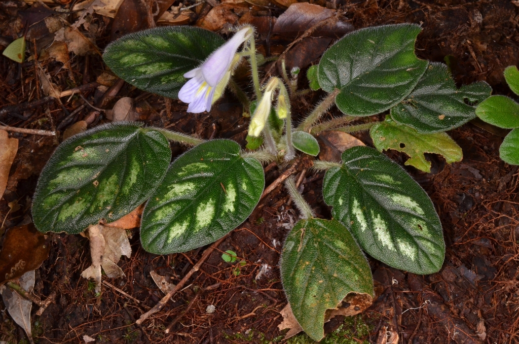 Primulina annamensis (Primulina annamensis)