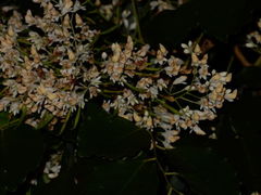 Dalbergia latifolia