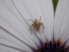 Oxyopes kraepelinorum