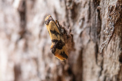 Olbonoma triptycha