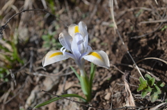 Iris kolpakowskiana