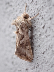 Cornutiplusia circumflexa