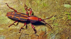 Brentidae