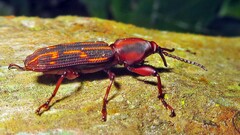 Brentidae