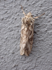 Cornutiplusia circumflexa