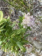 Pimelea ferruginea