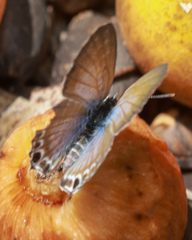Theclinesthes onycha