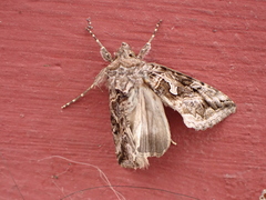 Cornutiplusia circumflexa