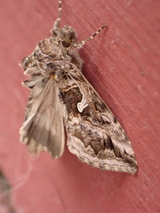 Cornutiplusia circumflexa