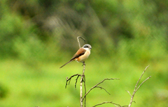 Lanius collurioides