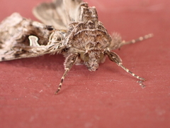 Cornutiplusia circumflexa