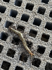 Cormocephalus