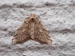 Tephronia bytinskii