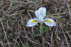 Iris kolpakowskiana