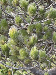 Adenanthos sericeus