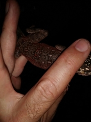 Agama dodomae dodomae