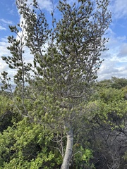 Adenanthos sericeus