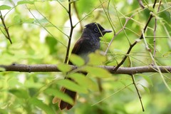 Terpsiphone atrocaudata