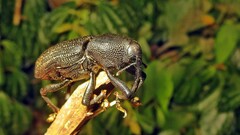 Homalinotus