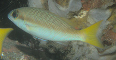 Scolopsis affinis