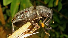 Homalinotus