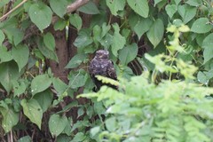 Caprimulgus jotaka