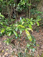 Beilschmiedia obtusifolia