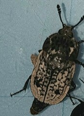 Thanatophilus rugosus