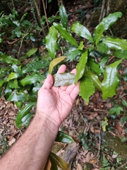 Beilschmiedia obtusifolia