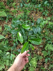 Siphonodon australis