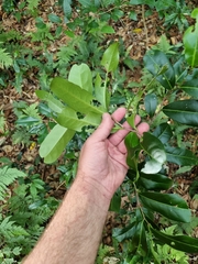 Siphonodon australis