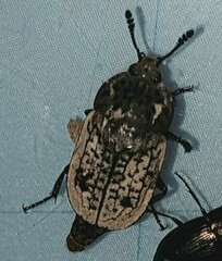 Thanatophilus rugosus