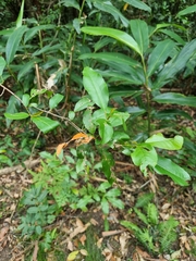 Croton verreauxii