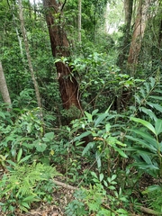 Croton verreauxii