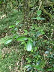 Baloghia inophylla