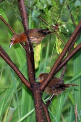 Phacellodomus ferrugineigula