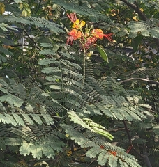 Caesalpinia