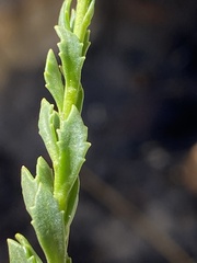 Pseudoselago similis