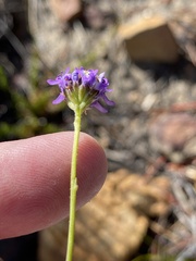 Pseudoselago similis