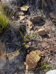 Pseudoselago similis