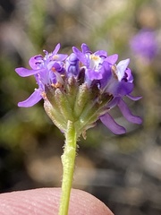 Pseudoselago similis