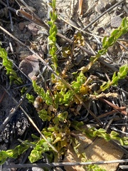 Pseudoselago similis