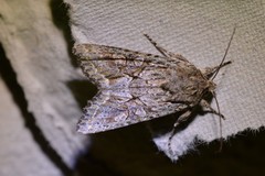 Ichneutica mutans