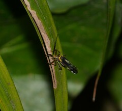 Thyrsophorinae