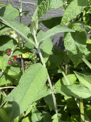 Buddleja davidii